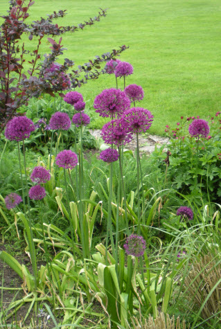 Dark purple alliums