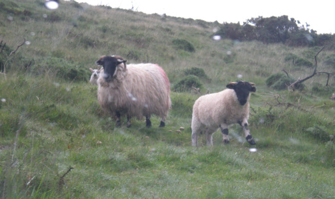 Angry moor sheep