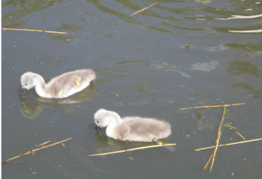 Cute little cygnets