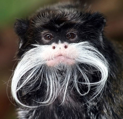 Emperor tamarin