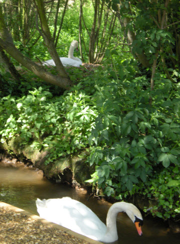 Swans nesting