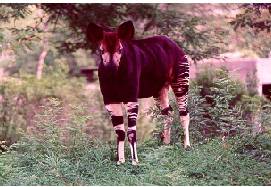 The timid okapi