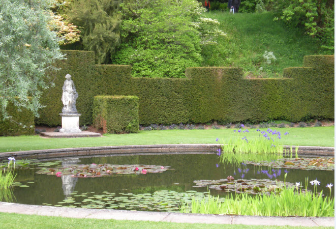 Pond with irises