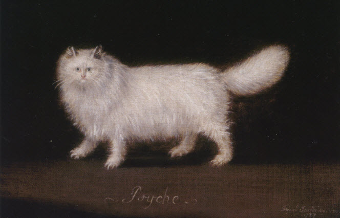 Psyche the Persian cat