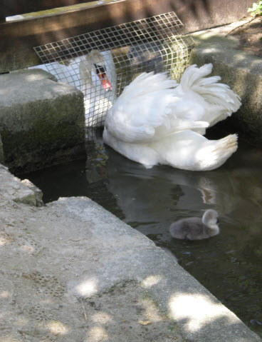 Visiting hours at the swan jail