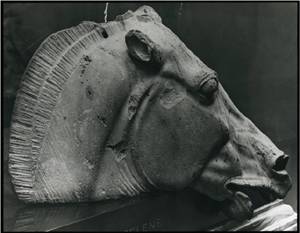 Horse head