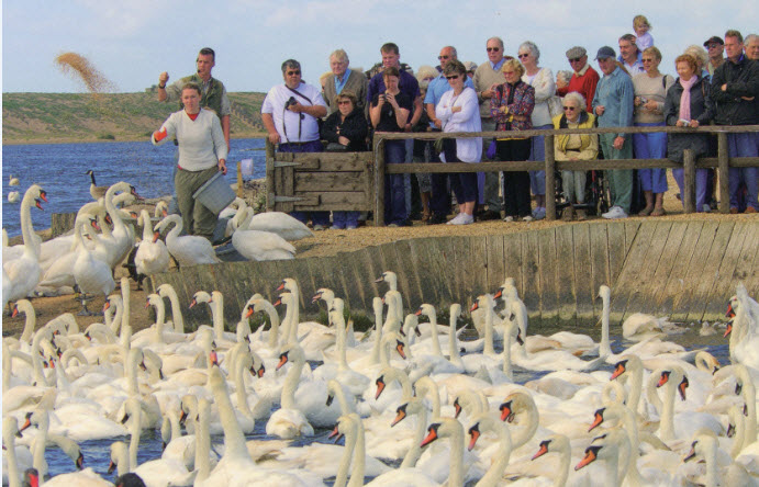 Swan feeding frenzy