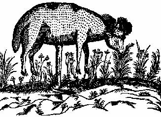 Vegetable Lamb of Tartary