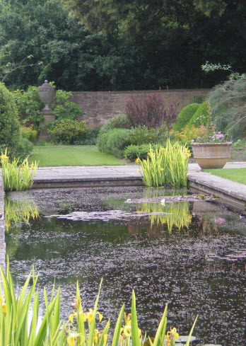 Yellow irises at Tintinhull